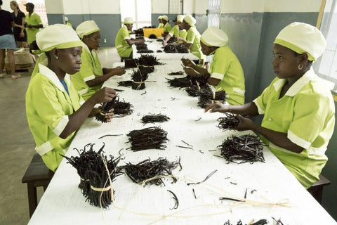 Vanilla Beans Sorting