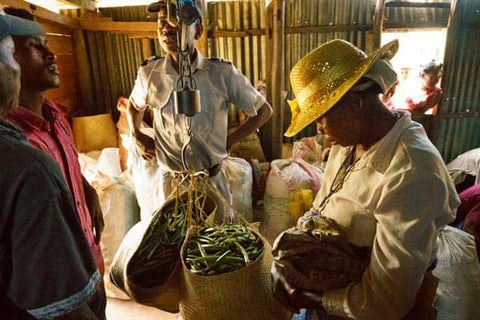 Woman Bringing  Her Vanilla beans To Market