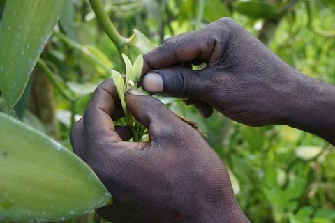 Hand Pollination of Vanilla Blossom