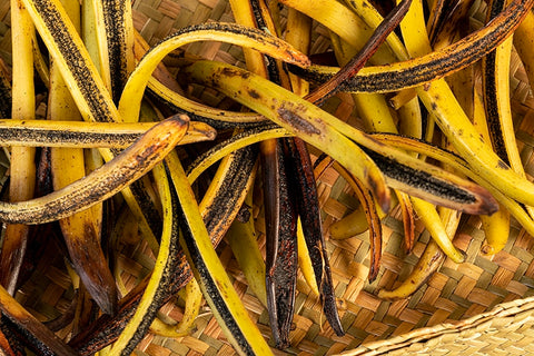 Fully ripened, split vanilla beans ready for curing