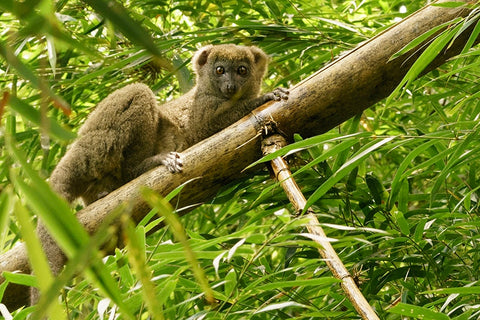 Bamboo Lemur in the Wild in Marojejy National Park near the vanilla producing region of Madagascar.