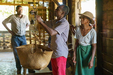 Malagasy farmer watches carefully as her vanilla beans are weighed