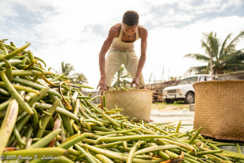 Vanilla Market Beans for Sale