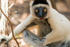 Madagascar Lemurs species are going extinct