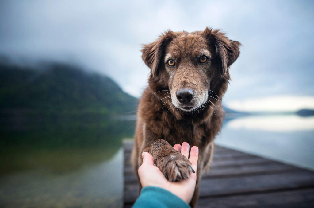 emotional support dog