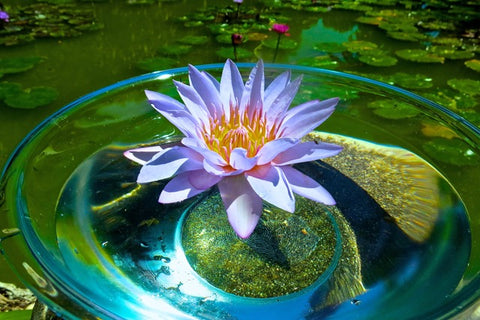 making flower essence