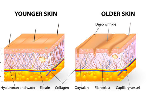 What's the difference between collagen and elastin? Springy skin, tone, saggy jowls
