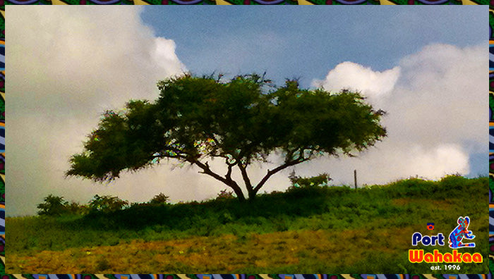 Copal Tree High Atop Corn Field