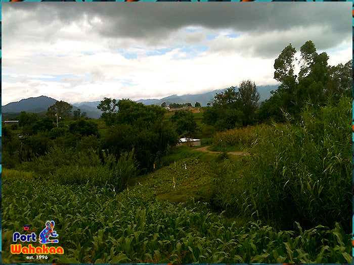 Corn Maize Misty Hills Oaxaca