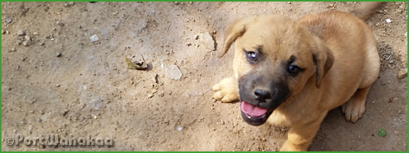 Oaxacan Puppy on Dirt Road