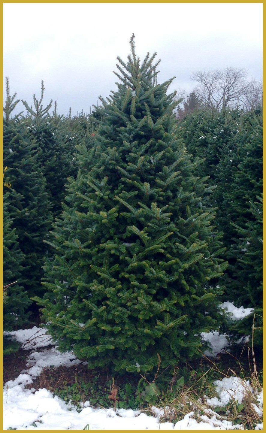 6 ft. Real Christmas Tree Delivered to your Door Real Christmas Trees