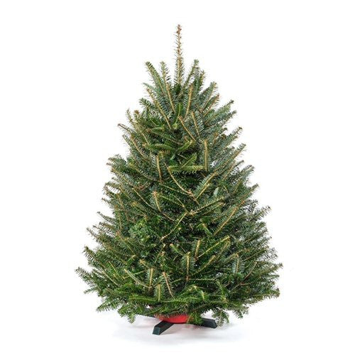 Real Tabletop Christmas Tree with Stand Real Christmas Trees Delivered