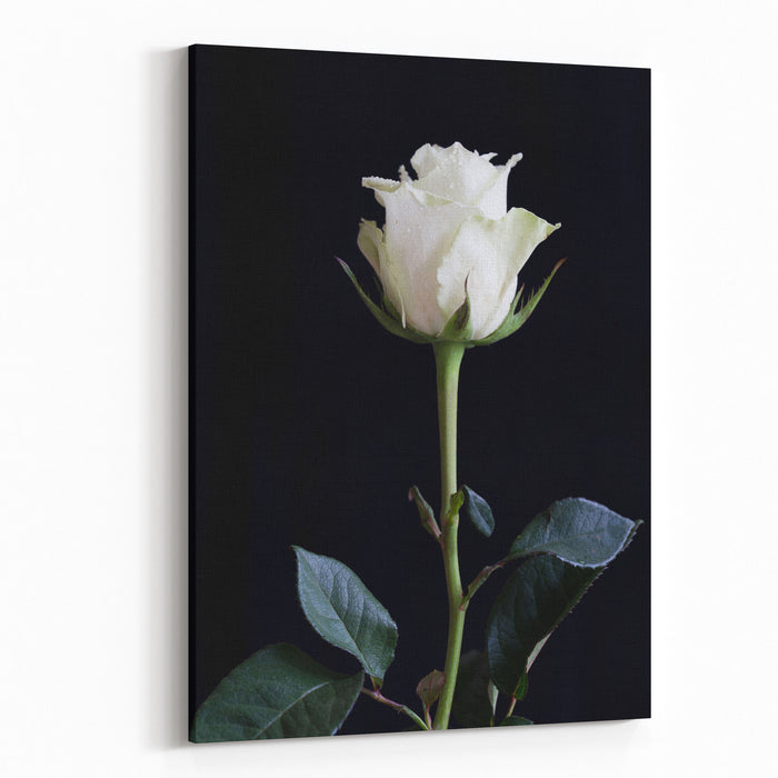 A Closeup Of A Single White Rose Isolated On Black Background