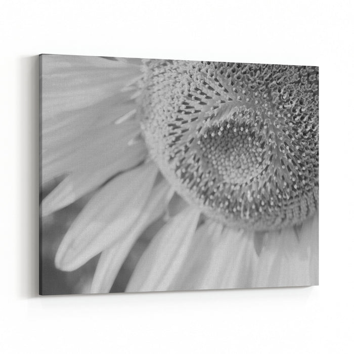 Center Of Sunflower Black And White Canvas Wall Art Print