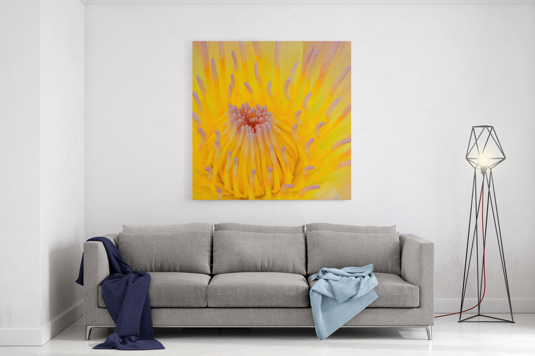 Close Up Of Beautiful Yellow Water Lily Canvas Wall Art Print Rosenberry Rooms