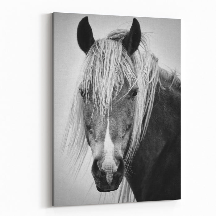 Black And White Horse Portrait Canvas Wall Art Print Rosenberry