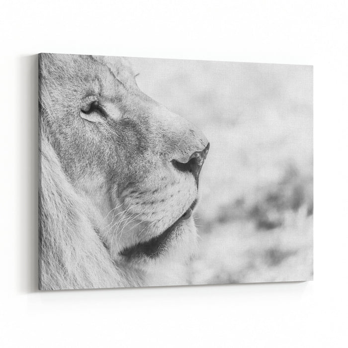 Black And White Lion Portrait Canvas Wall Art Print Rosenberry Rooms