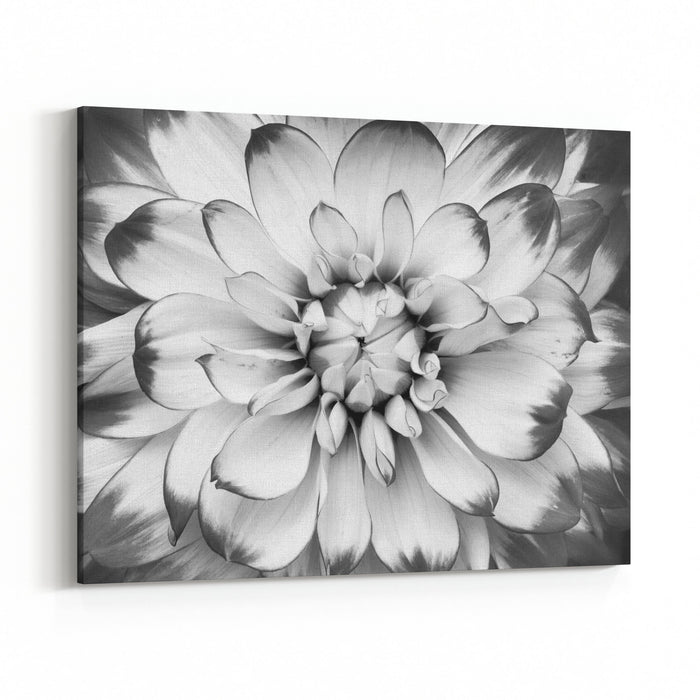 Black And White Macro Shot Of Flower Canvas Wall Art Print