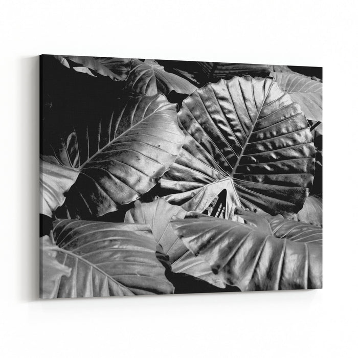 Tropical Leaves Background Pattern Black And White Canvas Wall