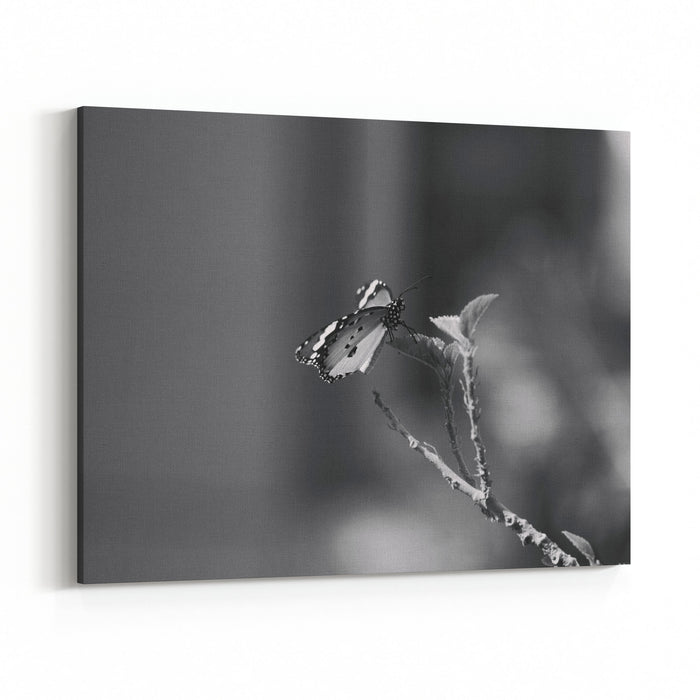 Black And White Photography Of Butterfly Canvas Wall Art Print