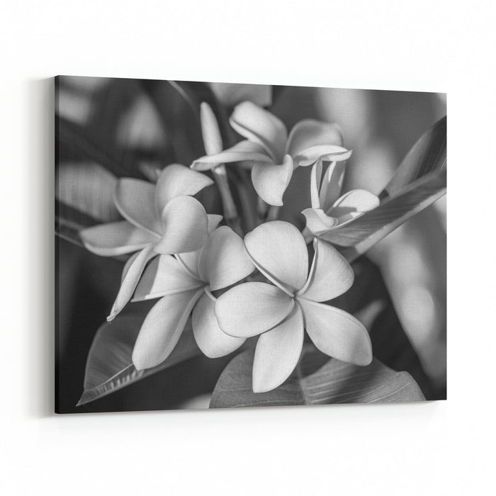 Plumeria Or Frangipani Flower Tropical Flower Black And White