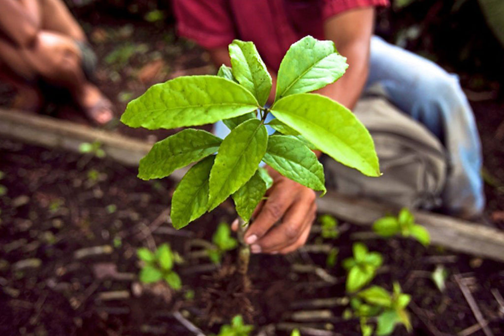 guayusa ecuador