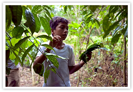 ORO Mangue - Guayusa - Goyave