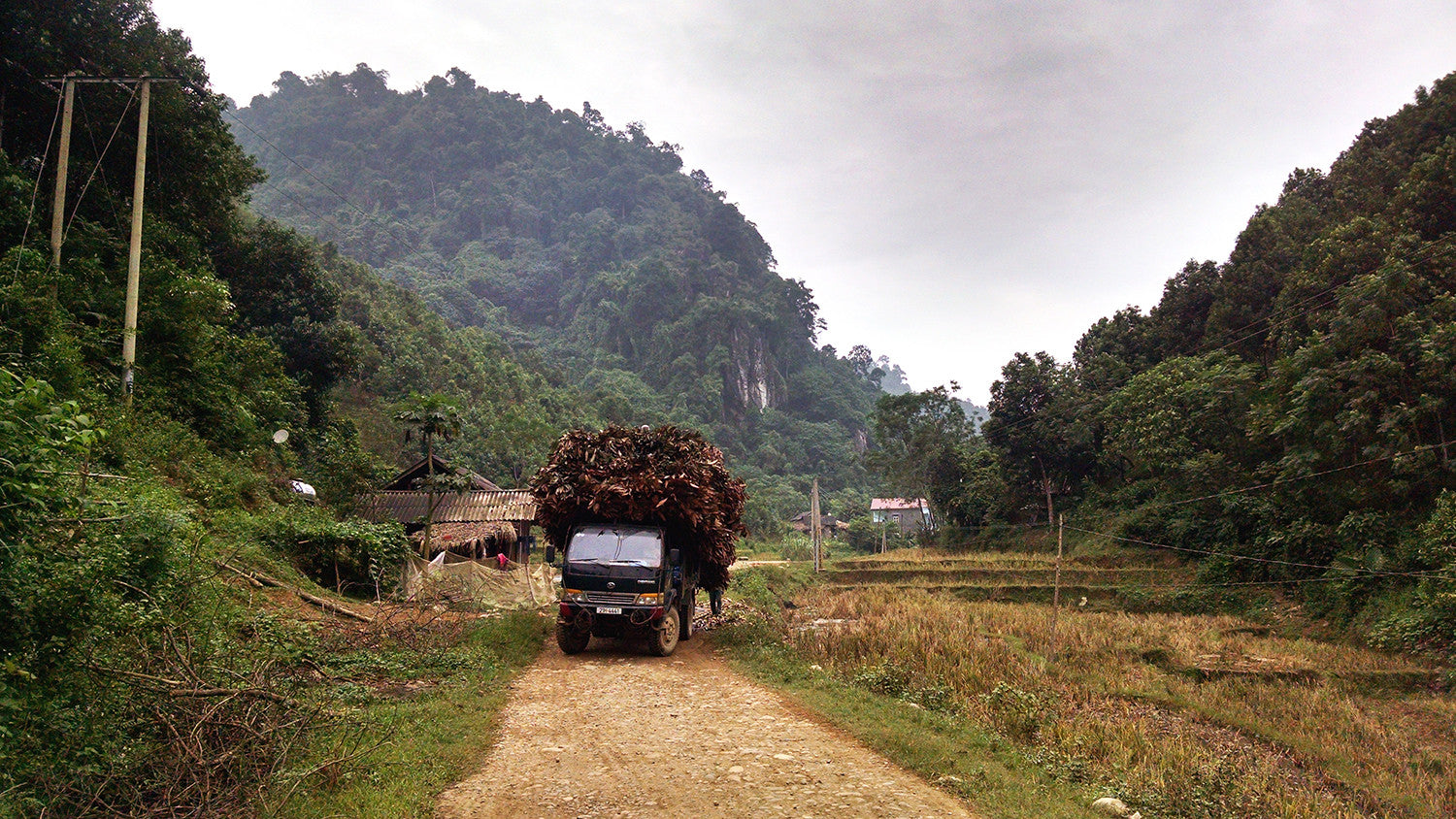 Truck loaded with cinnamon leaves