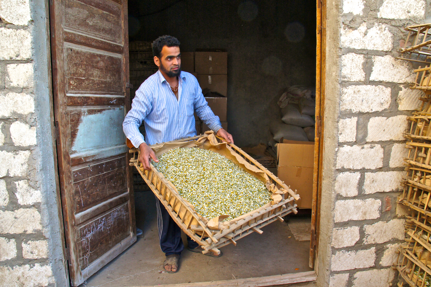 Harvesting Chaomile