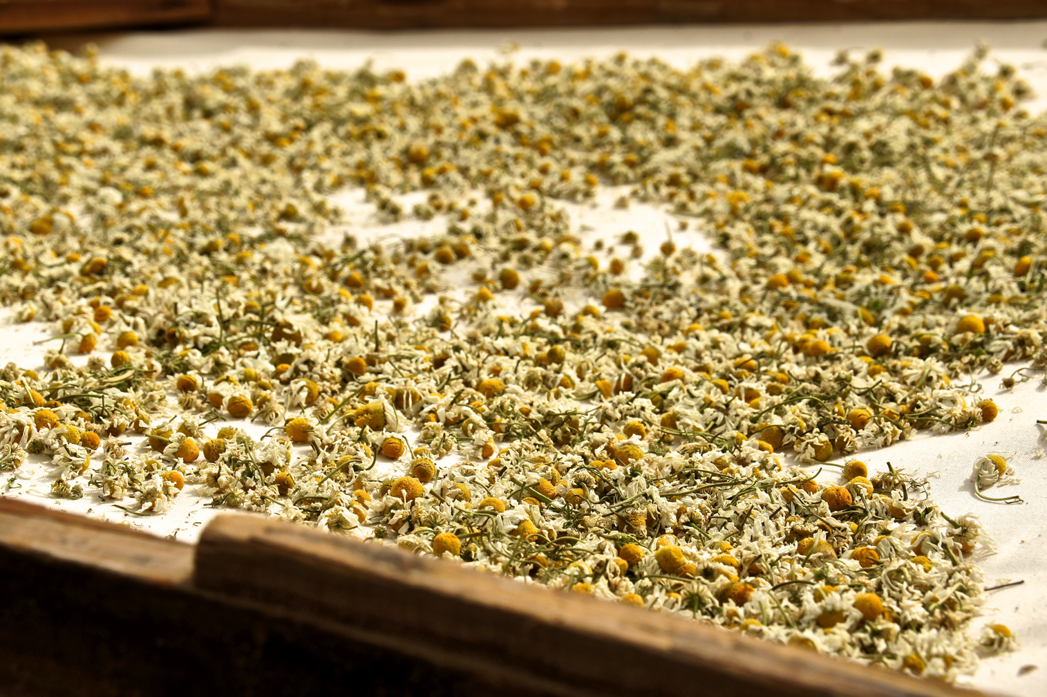 Drying Chamomile