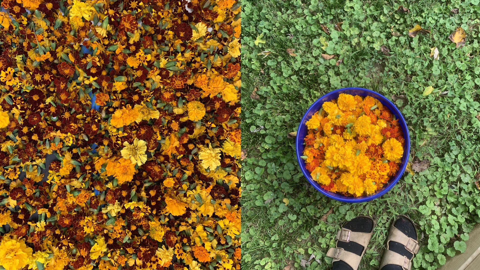 marigold flower harvest in dyeScape garden in Louisville, KY