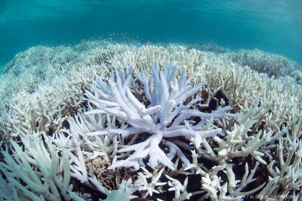 Bleached Reef