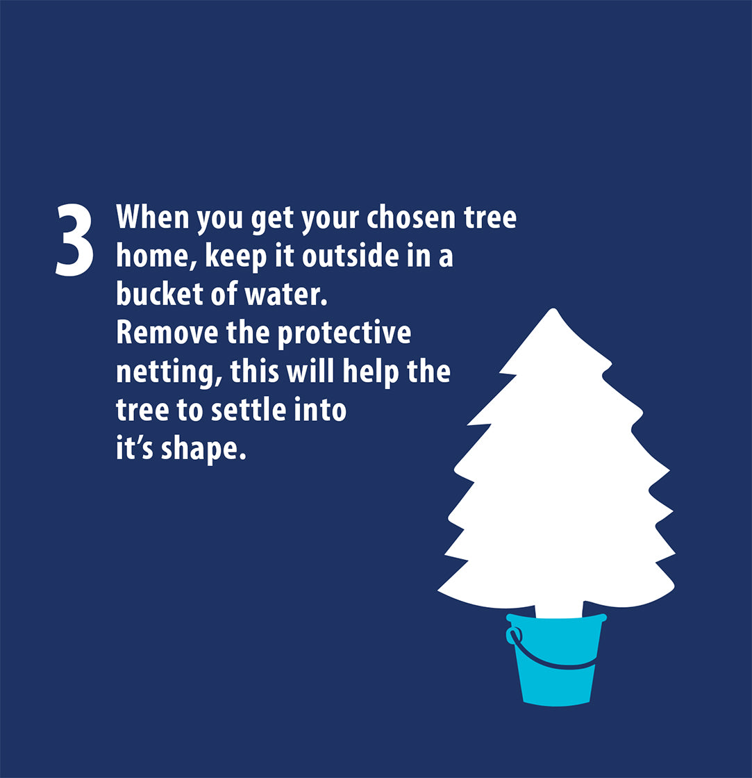 Choosing a Tree 3