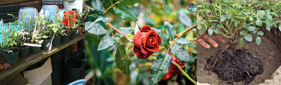 November in the Garden Roses Image