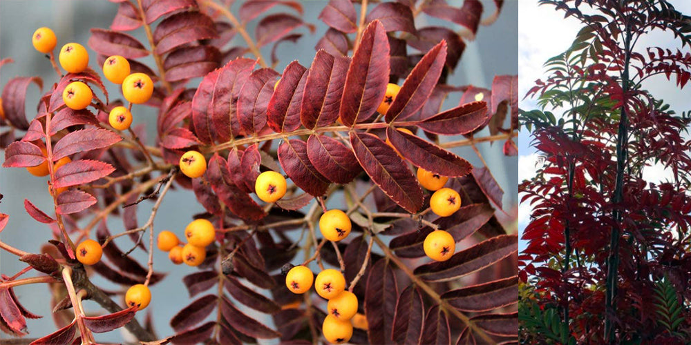 Sorbus ‘Autumn Spire’ Berries yellow and Tree form