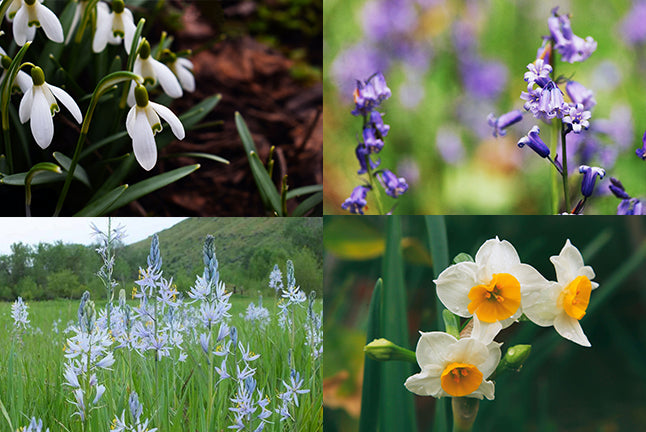 Spring Flower Grid Image Unsplash Camassia Narcissus Snow Drop