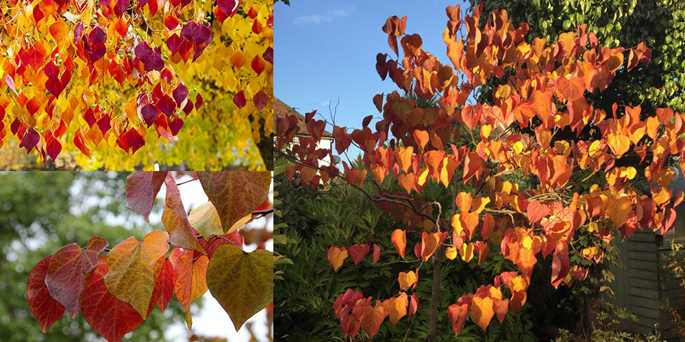 Cercis Forest Pansy Autumn October Red Leaves and tree 