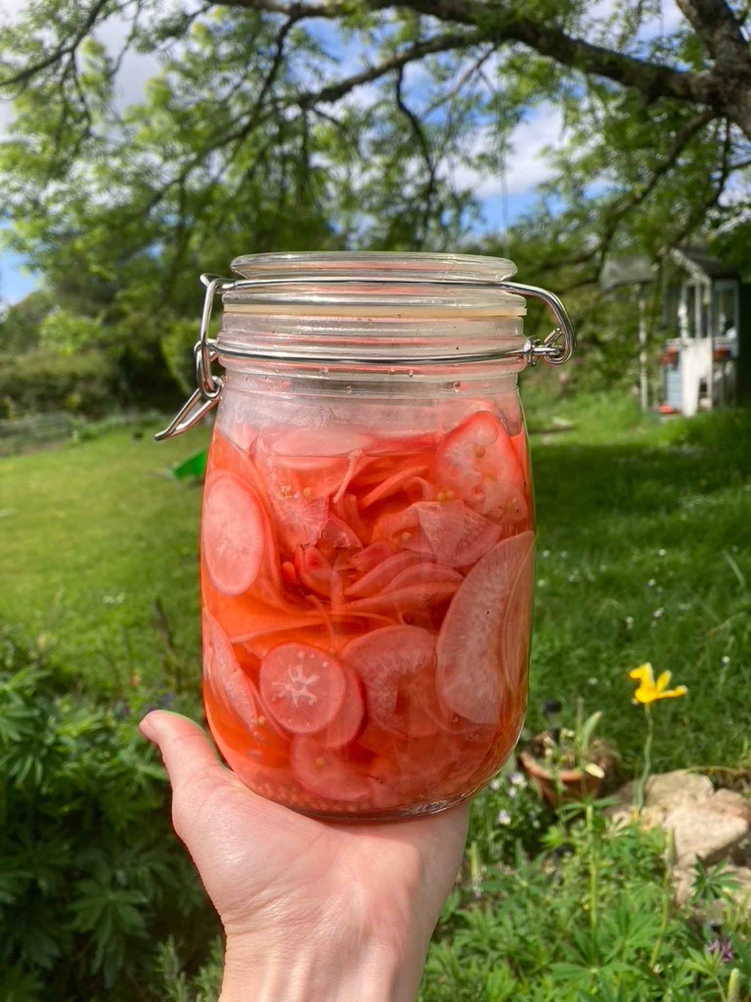 pickled radish