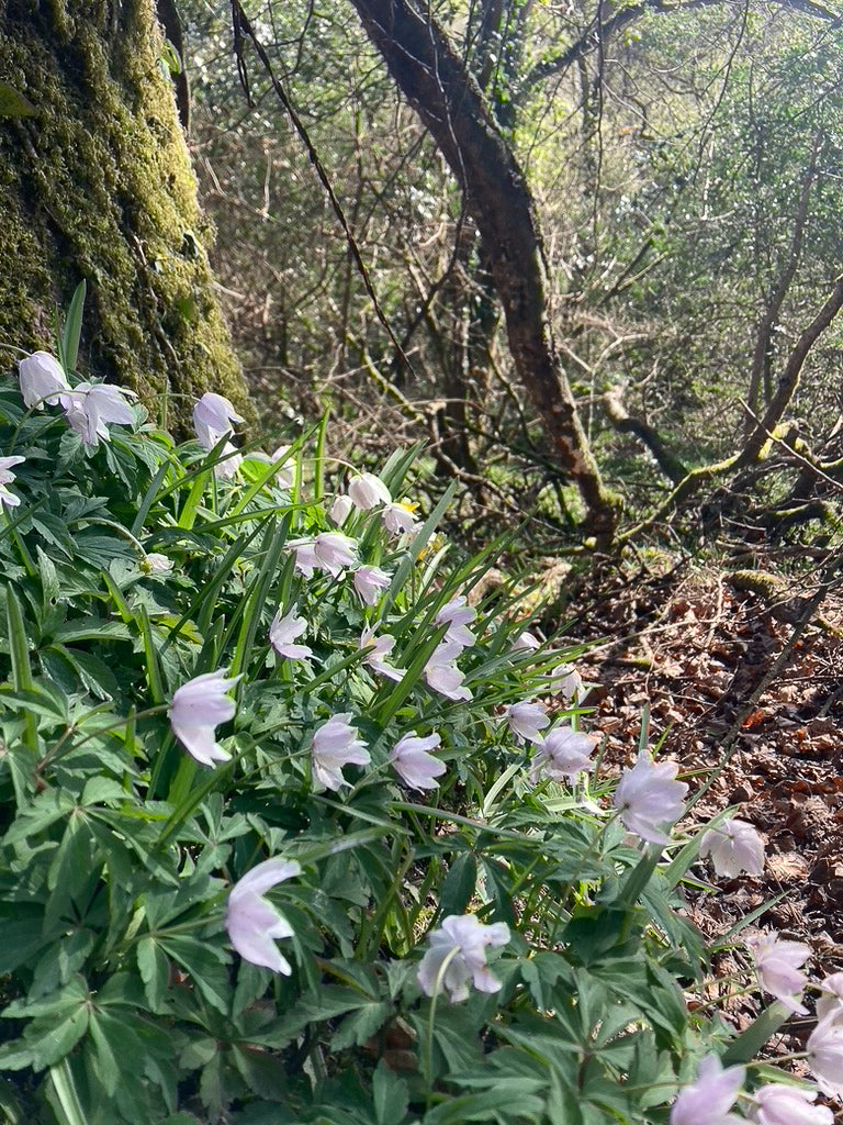 Wood Anemones Cornwall 