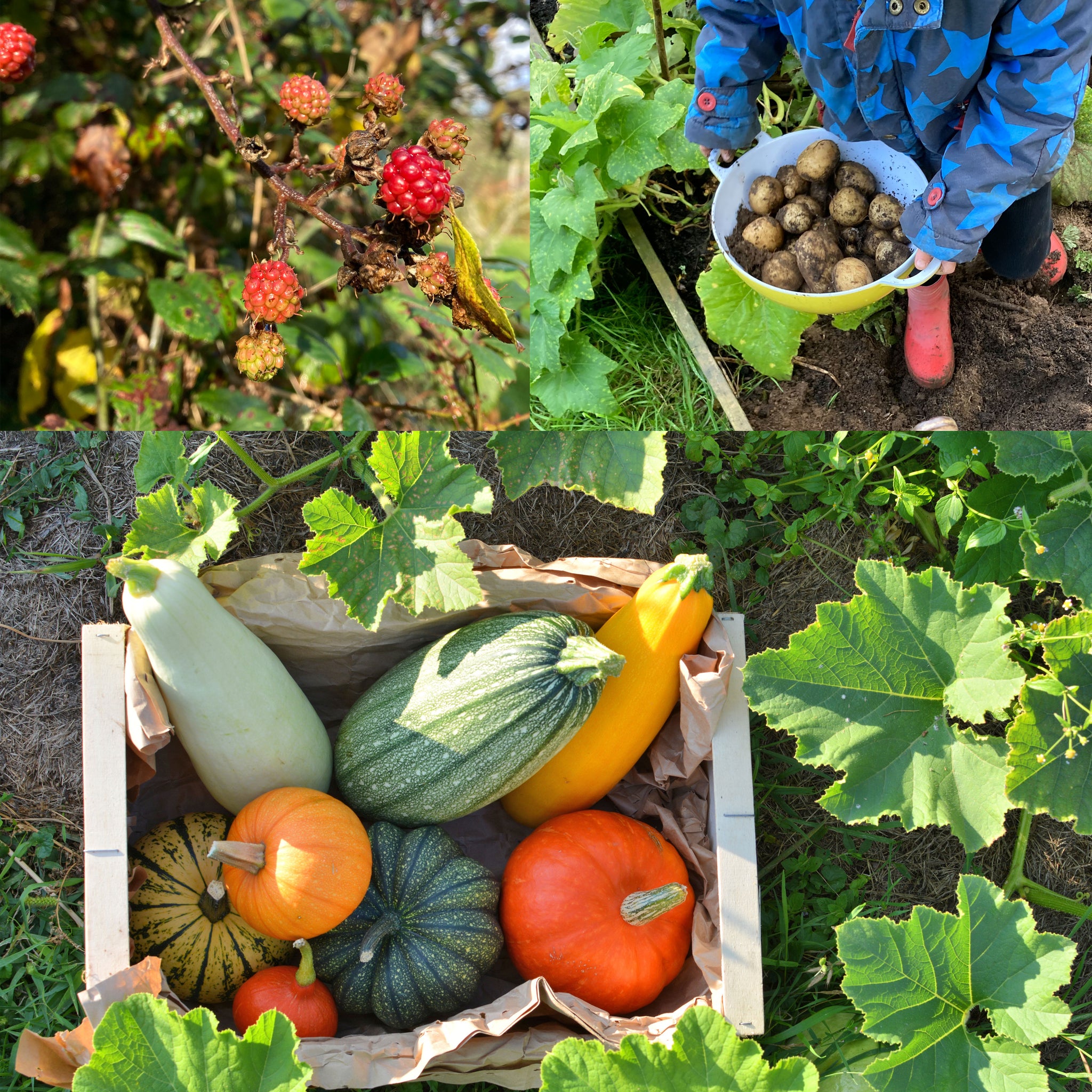 tattie holidays, pumpkins, squash, my Cornish garden 