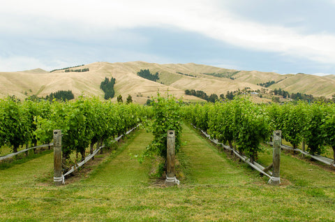 cloudy bay vineyards