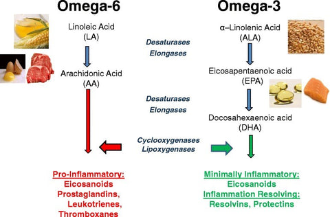 ALA to EPA to DHA omega-3 