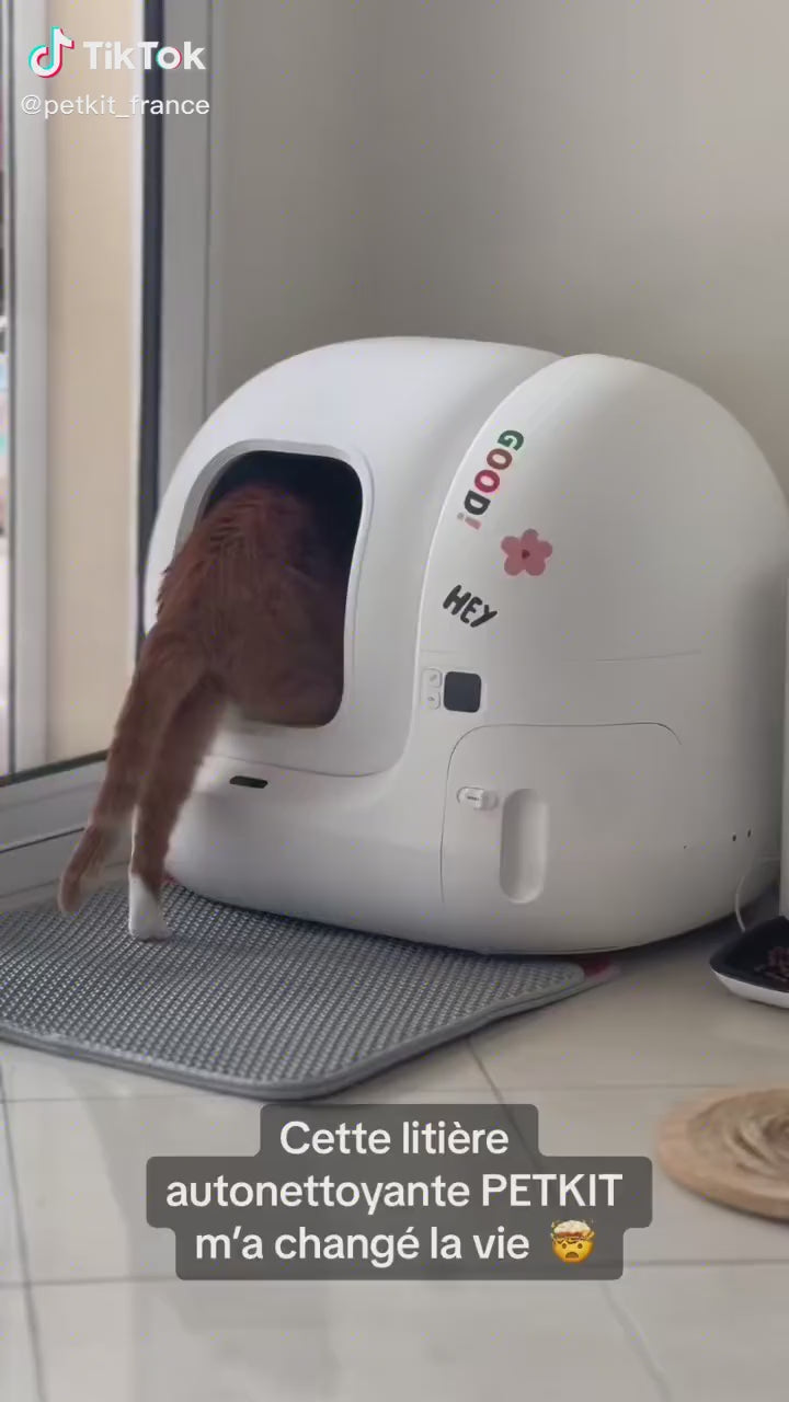 Potiron le chat