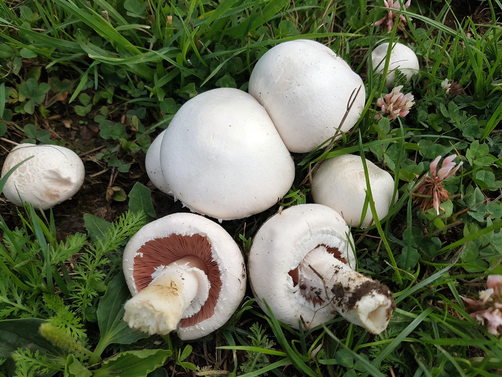 White Button Mushroom