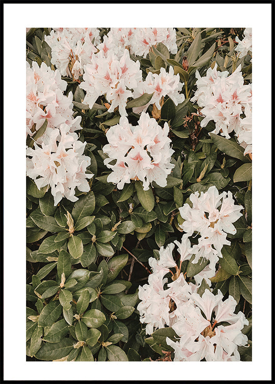 Hibiscus Poster (30x40cm) - Plakater > Fotografiska Posters, Botaniska Posters