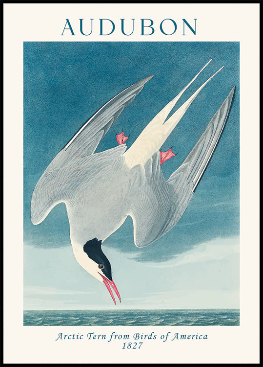 Arctic Tern from Birds of America Audubon Poster (21x30cm) - Plakater > Konstaffischer