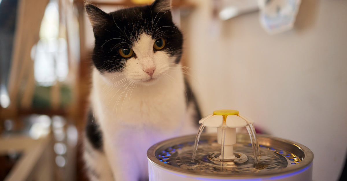 Schwarz-weiße Katze schaut auf einen Haustier-Wasserbrunnen im Haus
