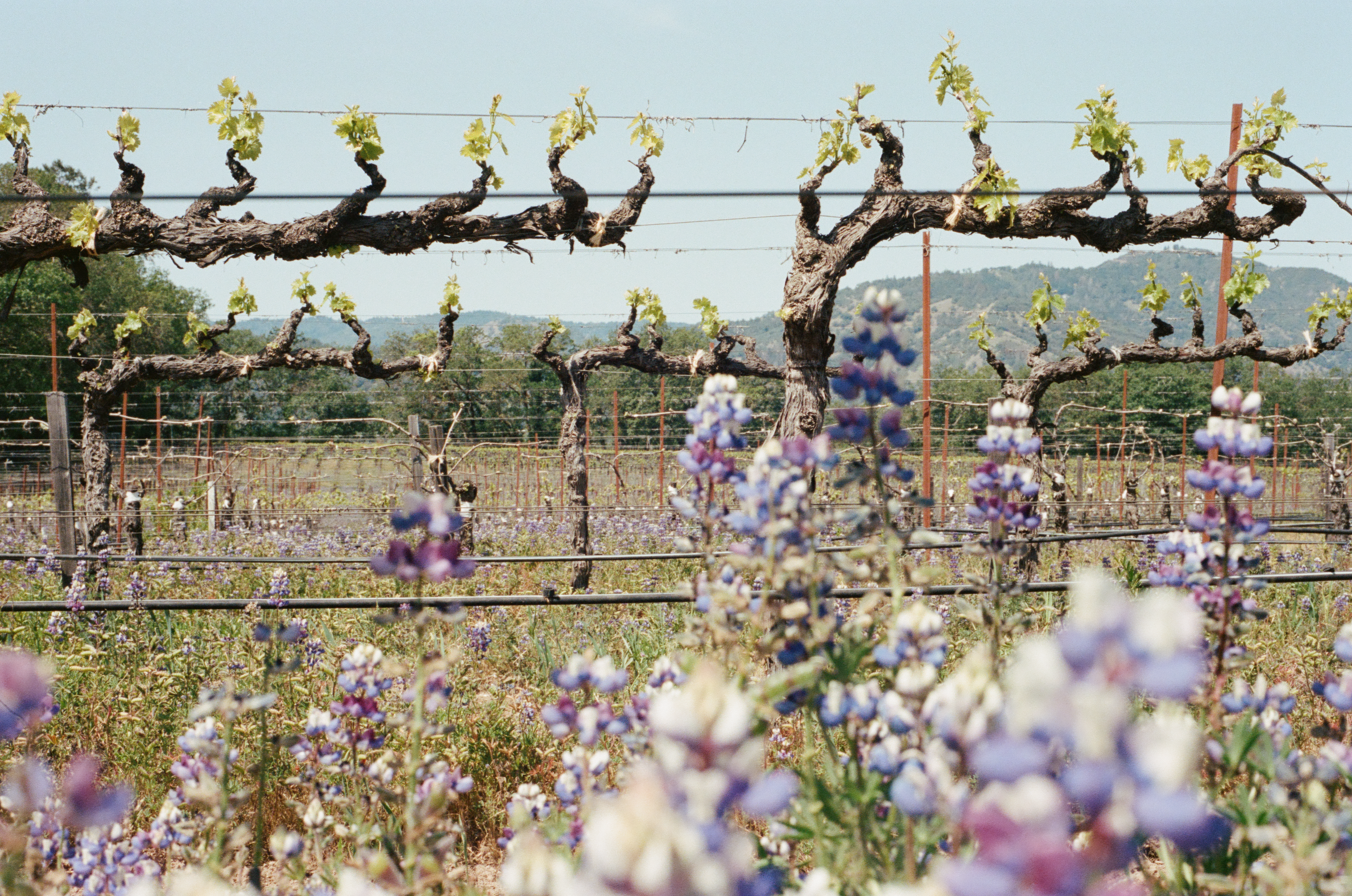 Campos Family Vineyard - Products - Rocks brumate