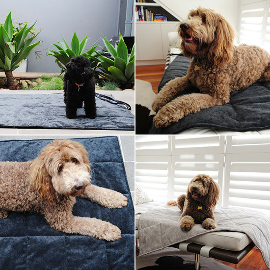 Viaggio-Dog-Bed-and-Travel-Mat-by-Sasha-and-Me-Shop-It-Pretty-Fluffy