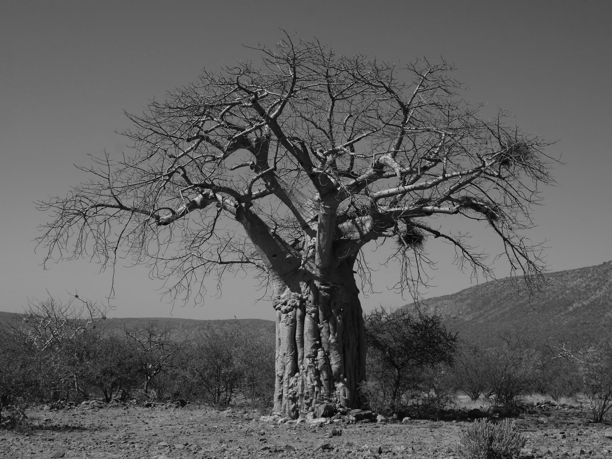 Sahel Baobab